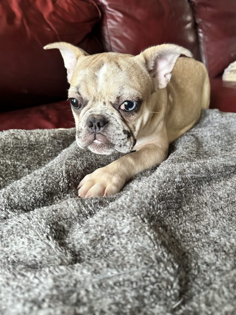 Donut | Fawn Merle French Bulldog Male | Available Now