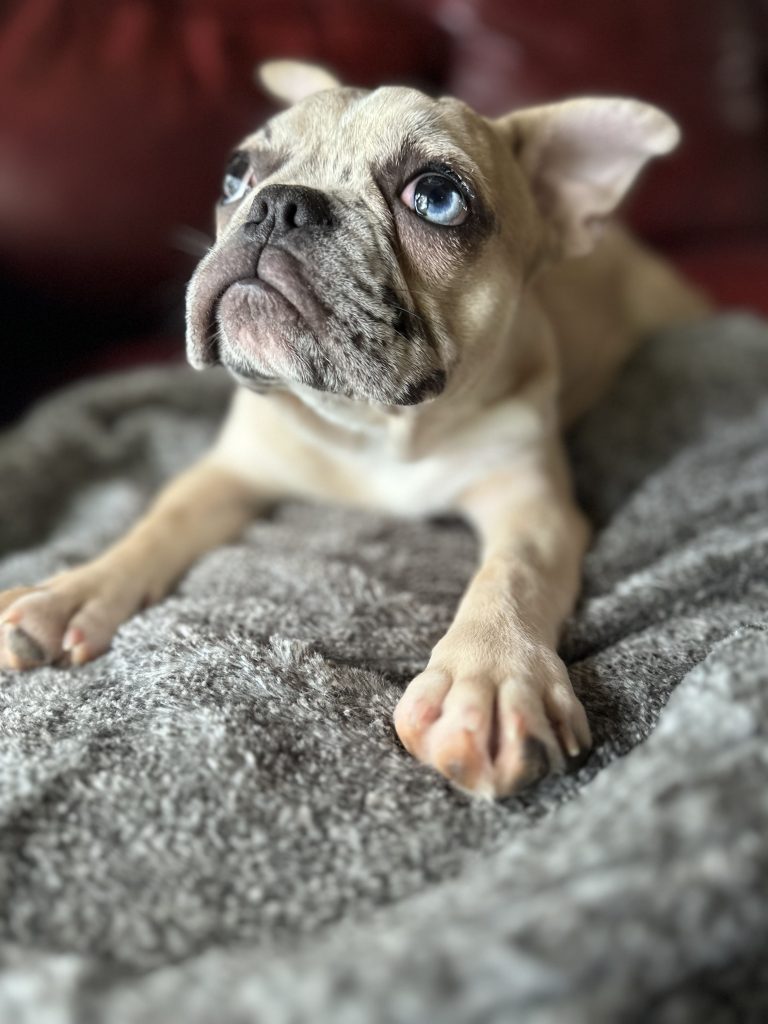 Donut | Fawn Merle French Bulldog Male | Available Now