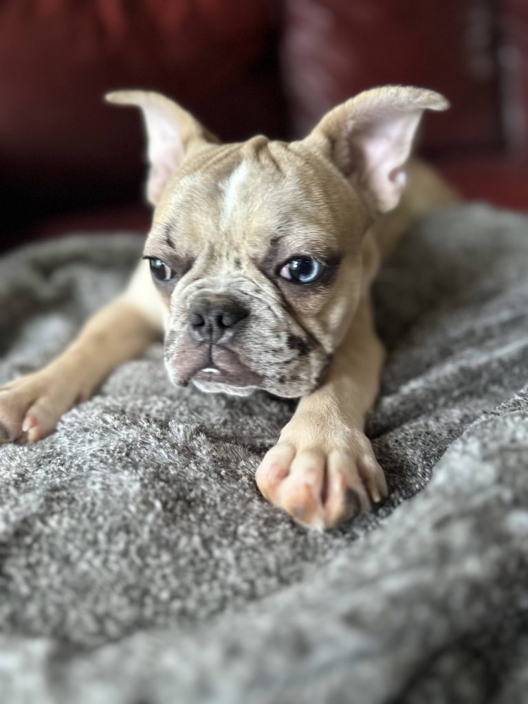 Donut | Fawn Merle French Bulldog Male | Available Now