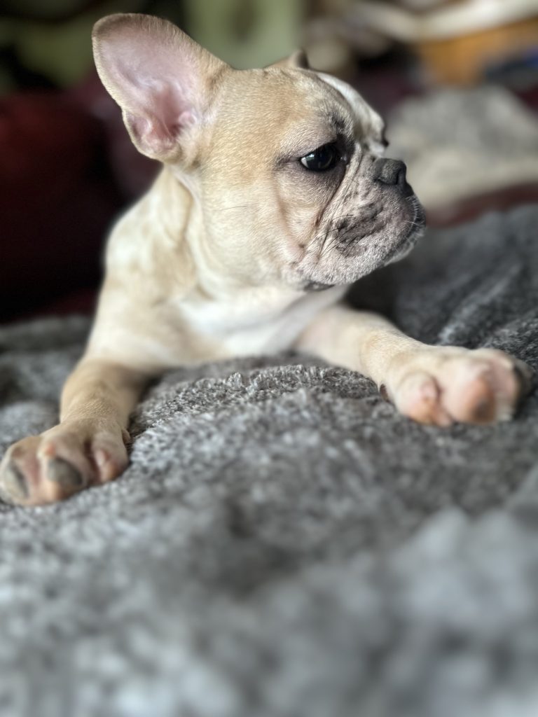 Donut | Fawn Merle French Bulldog Male | Available Now