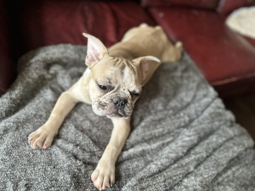 Donut | Fawn Merle French Bulldog Male | Available Now