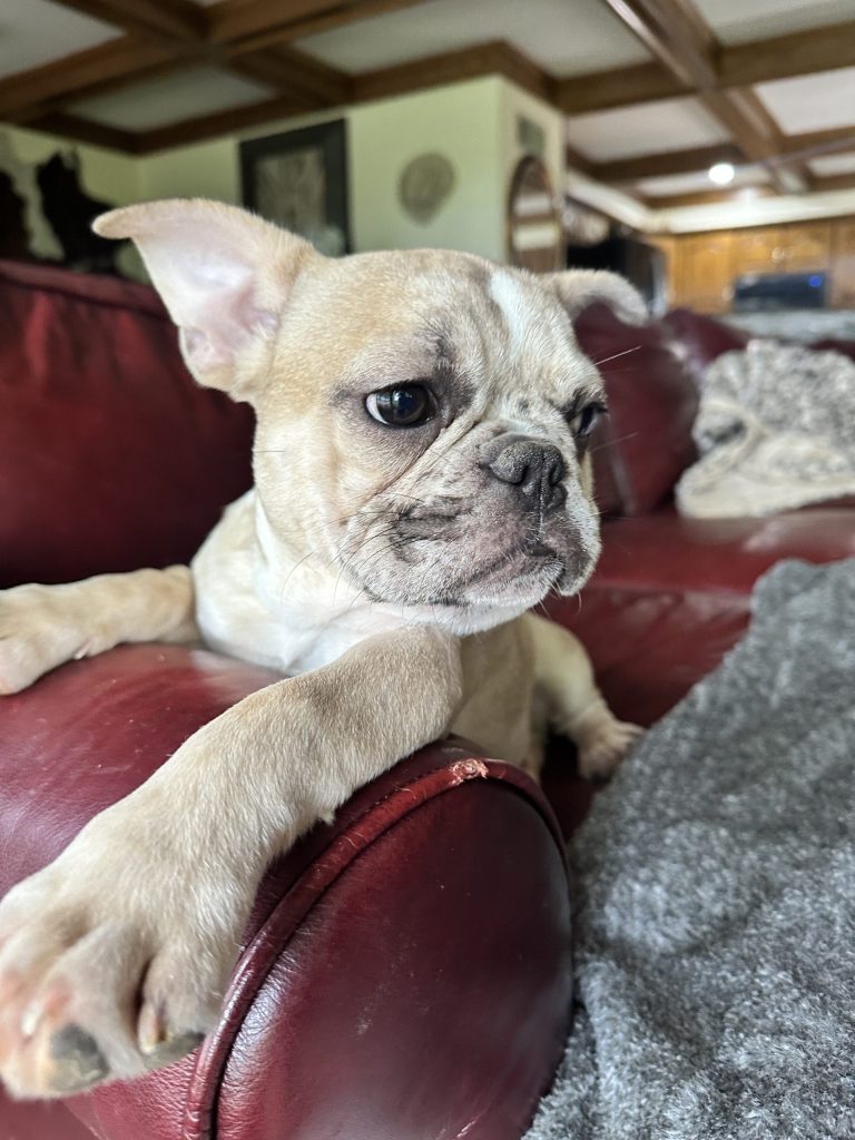 Donut | Fawn Merle French Bulldog Male | Available Now