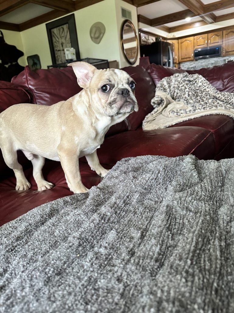 Donut | Fawn Merle French Bulldog Male | Available Now
