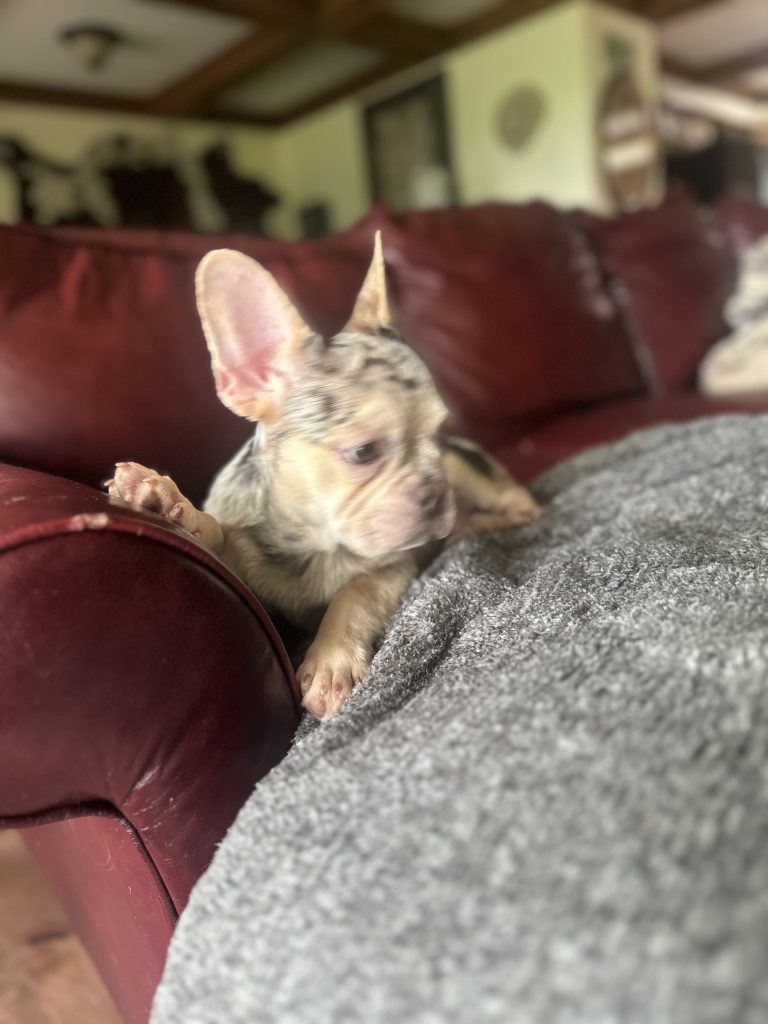 Garvin | Lilac Merle & Tan French Bulldog Male | Available Now