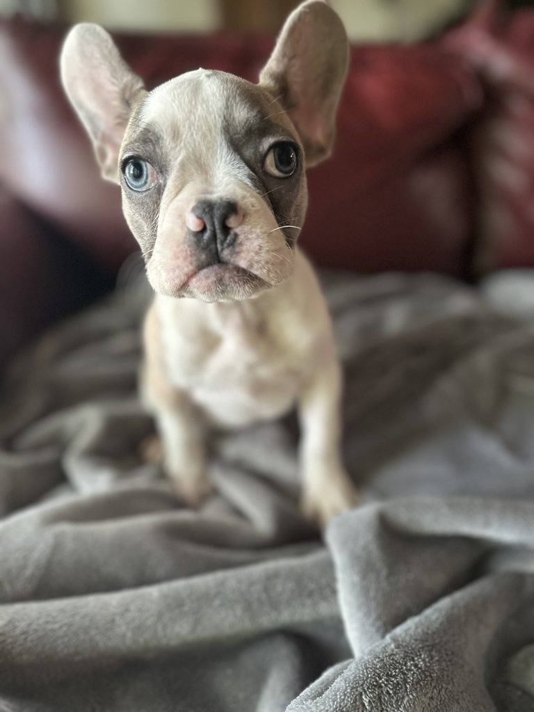 Isabella | Fawn & White French Bulldog Female | Available Now