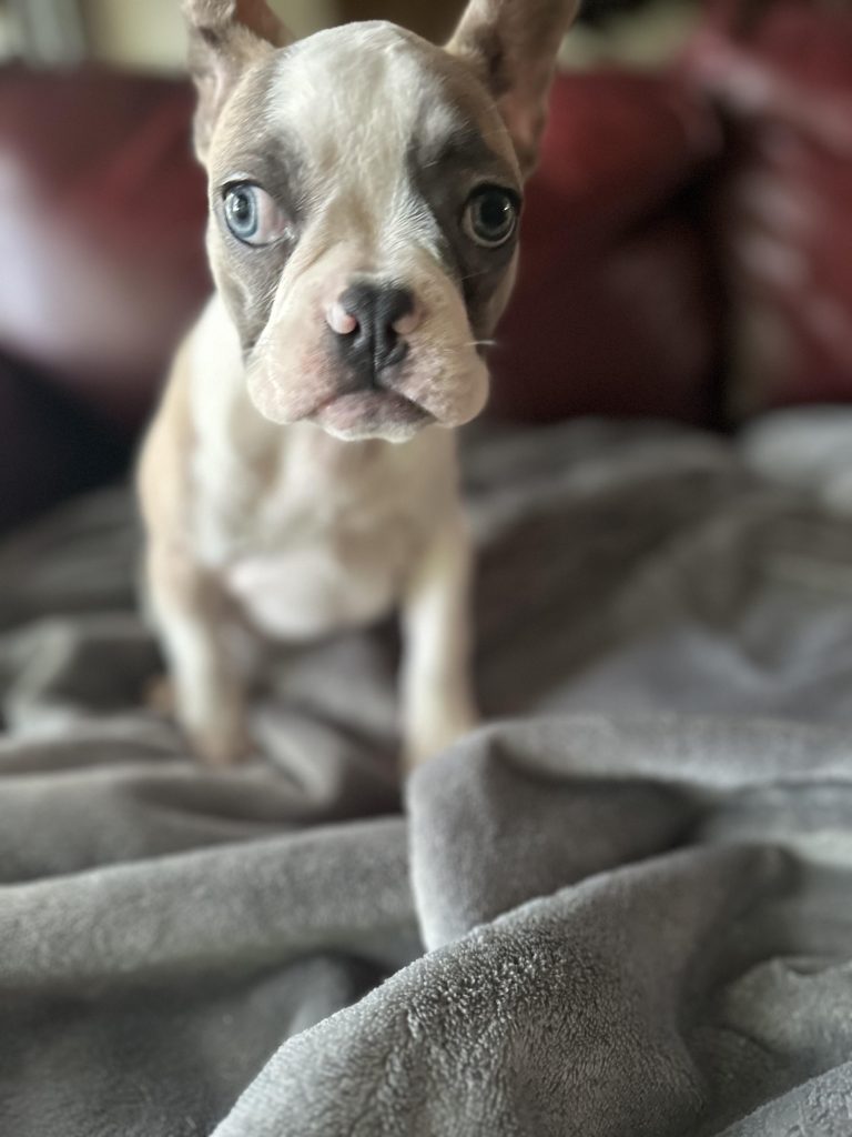 Isabella | Fawn & White French Bulldog Female | Available Now