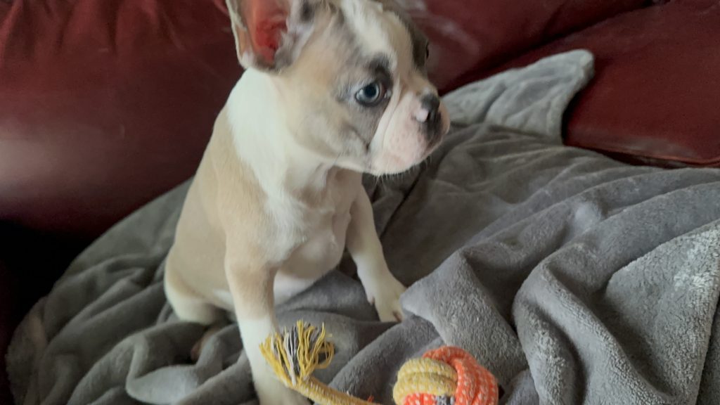 Isabella | Fawn & White French Bulldog Female | Available Now