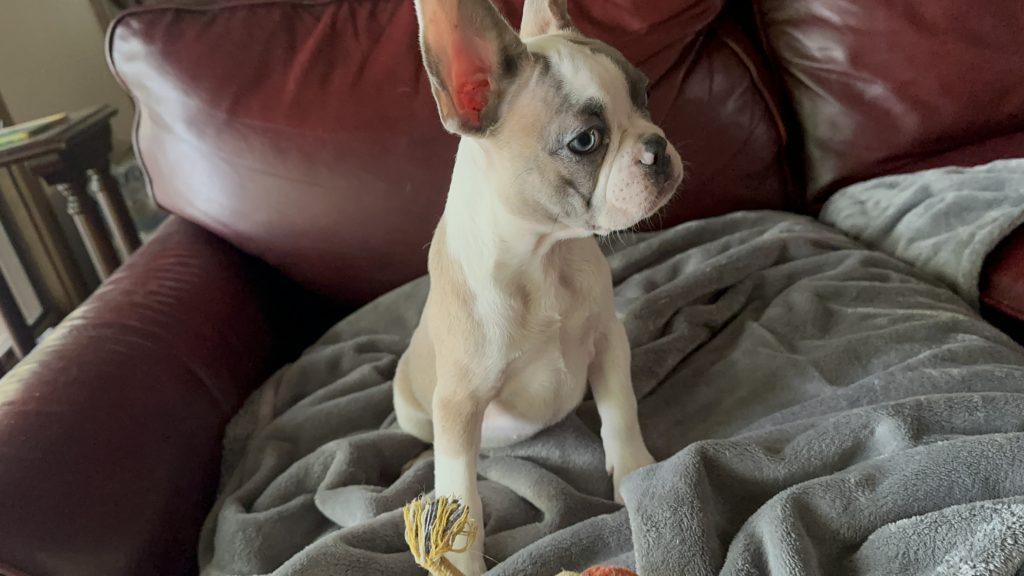 Isabella | Fawn & White French Bulldog Female | Available Now
