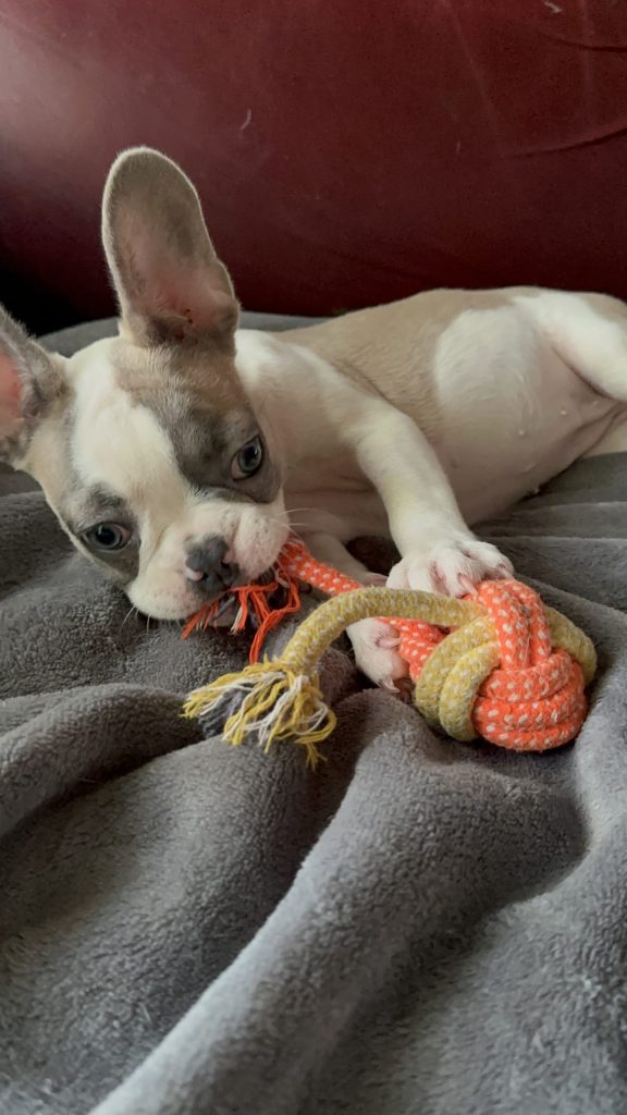 Isabella | Fawn & White French Bulldog Female | Available Now
