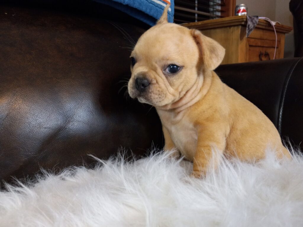 Joe | Fawn Merle French Bulldog Male | Available Now