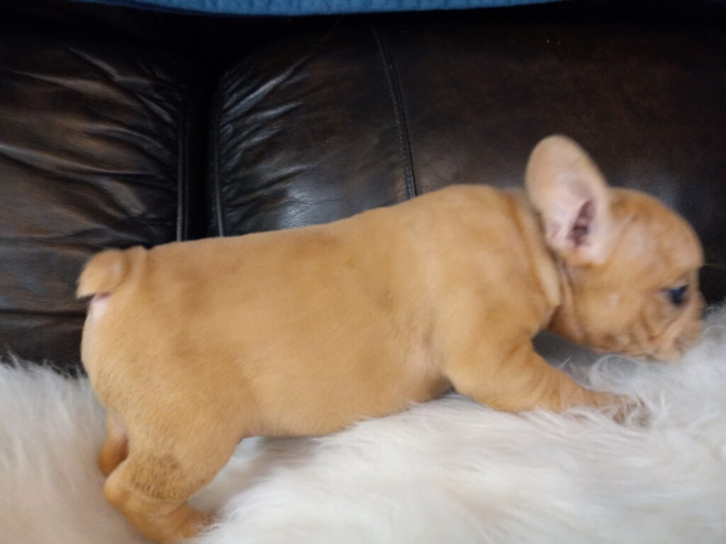 Joe | Fawn Merle French Bulldog Male | Available Now