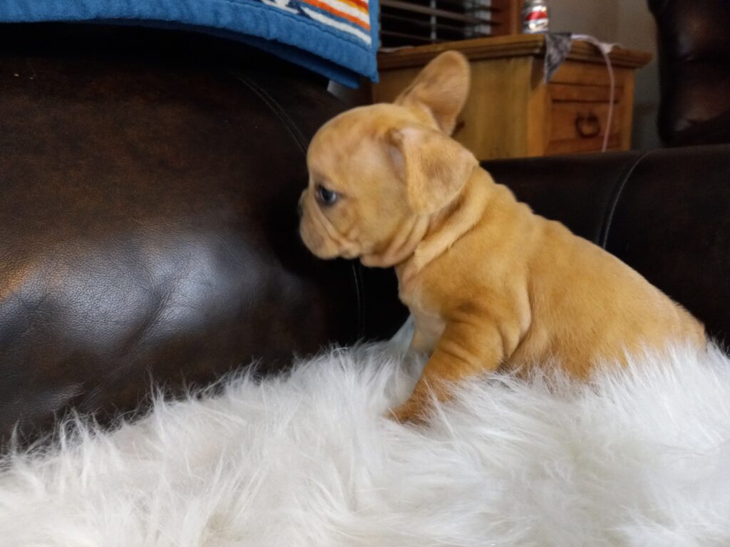 Joe | Fawn Merle French Bulldog Male | Available Now