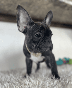 Frenchie Friday Sep 14th, 2024