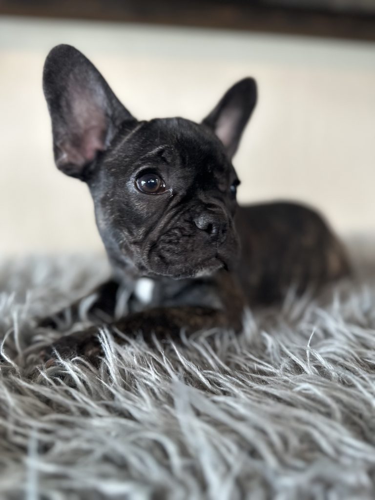 Lexi | Brindle French Bulldog Female | Available Now
