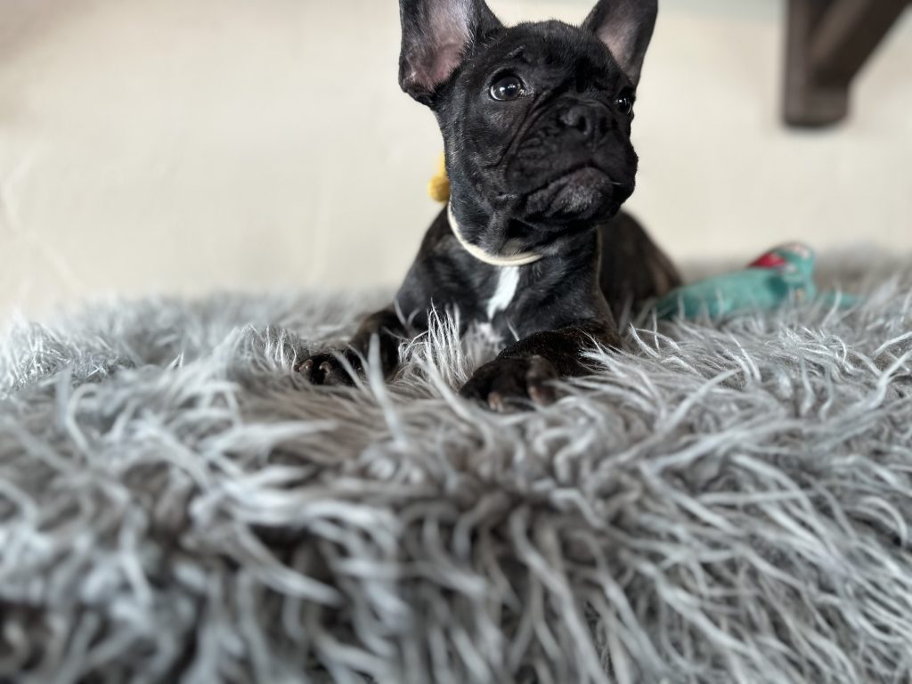Lexi | Brindle French Bulldog Female | Available Now