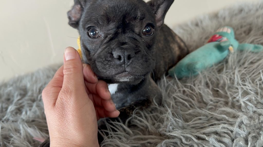 Lexi | Brindle French Bulldog Female | Available Now