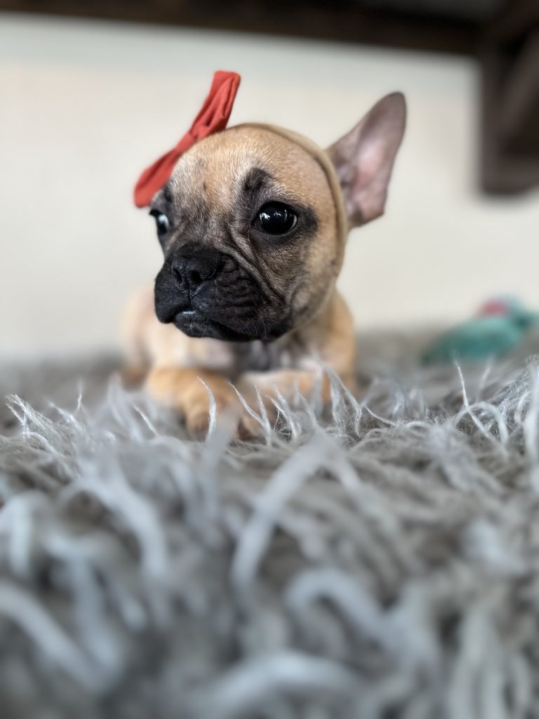 Lyra | Sable French Bulldog Female | Available Now