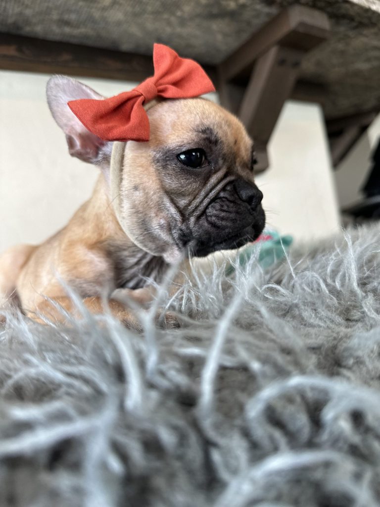 Lyra | Sable French Bulldog Female | Available Now