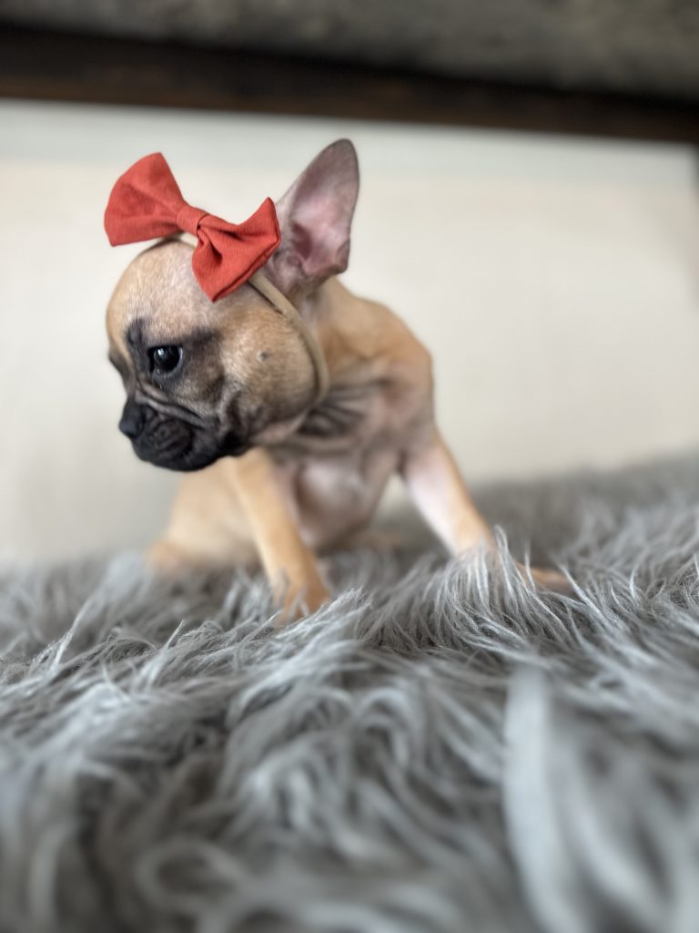 Lyra | Sable French Bulldog Female | Available Now