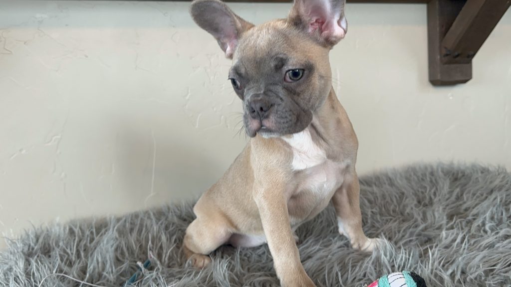 Ivy | Blue Sable French Bulldog Female | Available Now