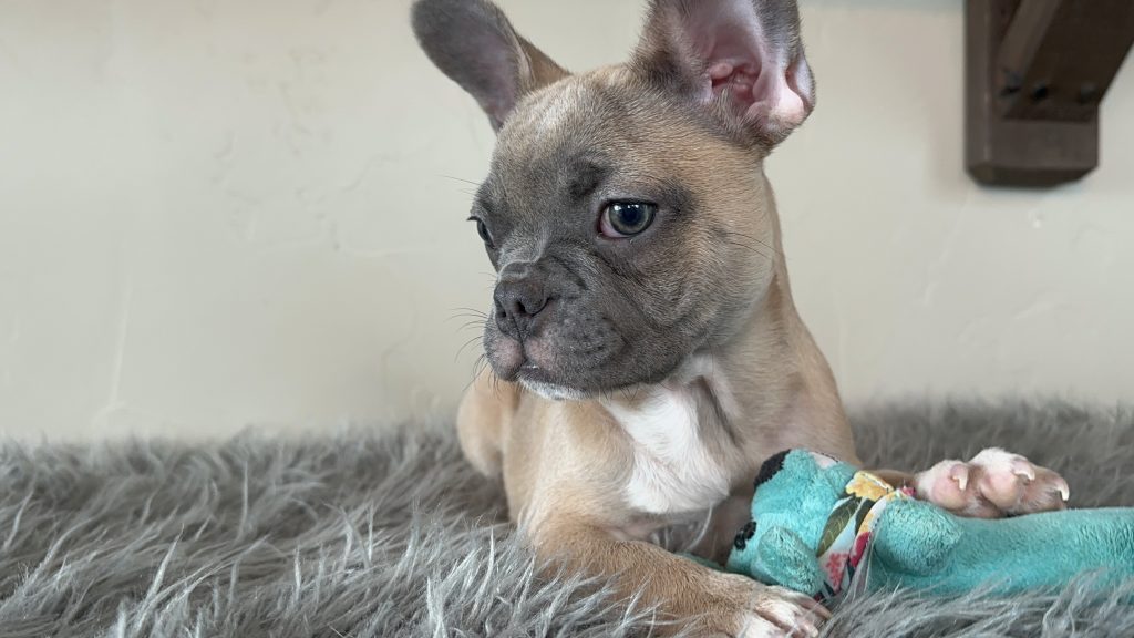 Ivy | Blue Sable French Bulldog Female | Available Now