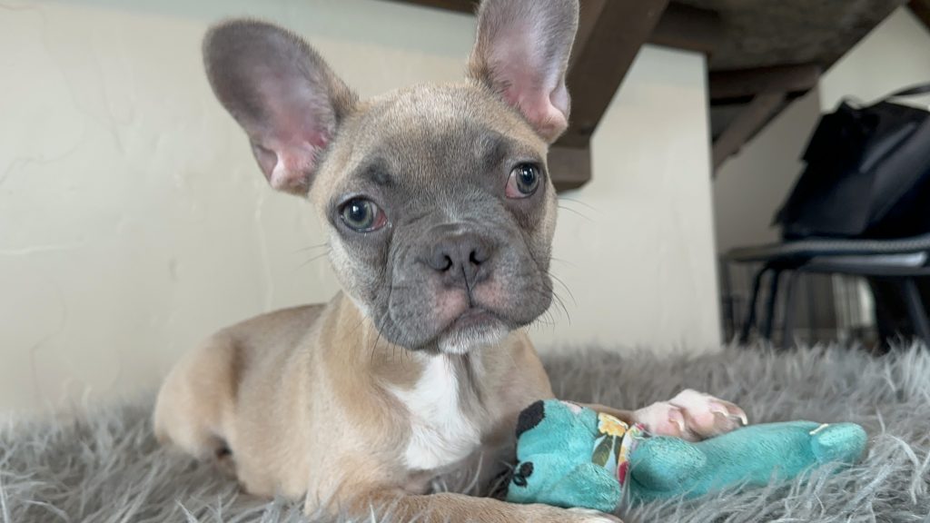 Ivy | Blue Sable French Bulldog Female | Available Now