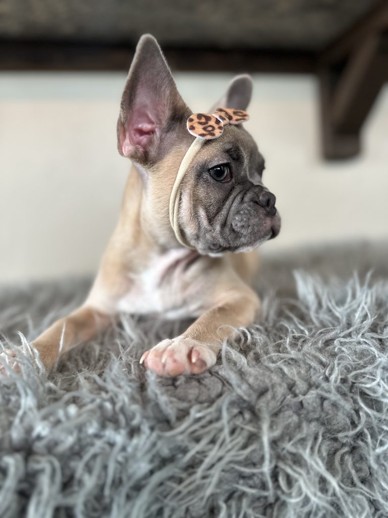 Ivy | Blue Sable French Bulldog Female | Available Now