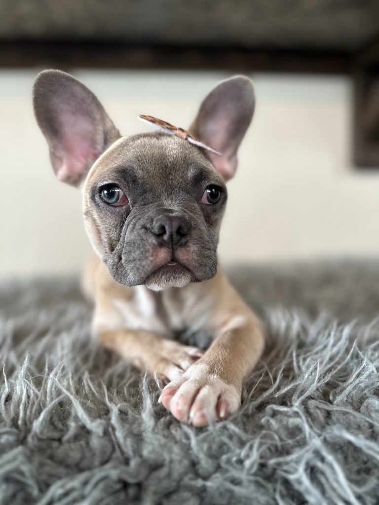 Ivy | Blue Sable French Bulldog Female | Available Now