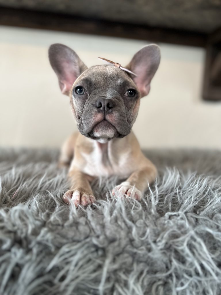 Ivy | Blue Sable French Bulldog Female | Available Now