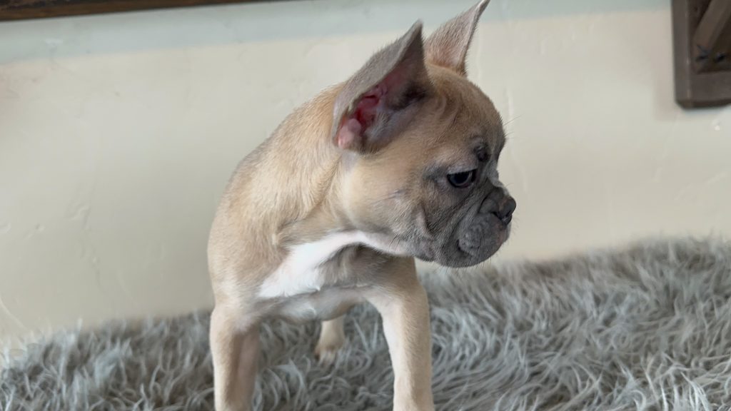 Ivy | Blue Sable French Bulldog Female | Available Now