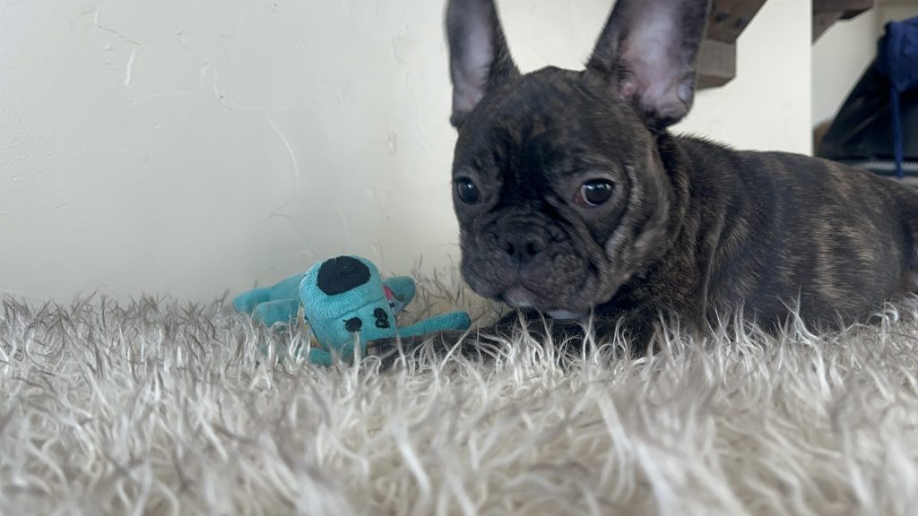 Kevin | Brindle French Bulldog Male | Available Now