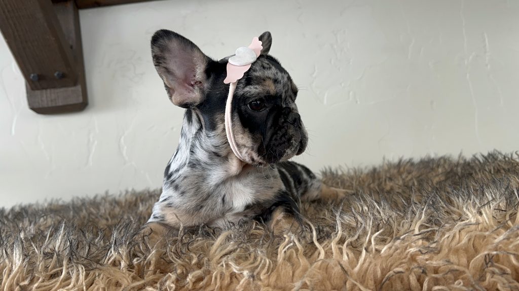 Millie | Black Merle & Tan French Bulldog Female | Available Now