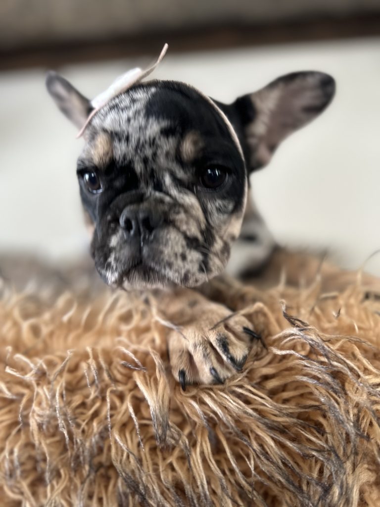 Millie | Black Merle & Tan French Bulldog Female | Available Now