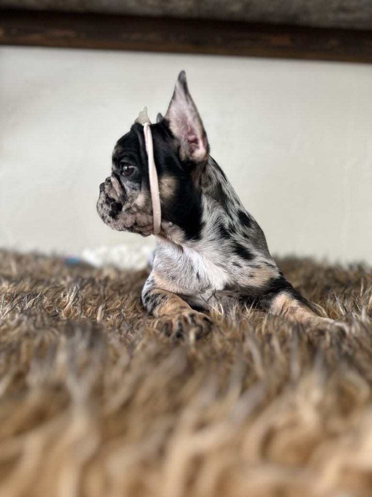 Millie | Black Merle & Tan French Bulldog Female | Available Now