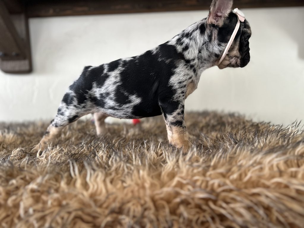 Millie | Black Merle & Tan French Bulldog Female | Available Now