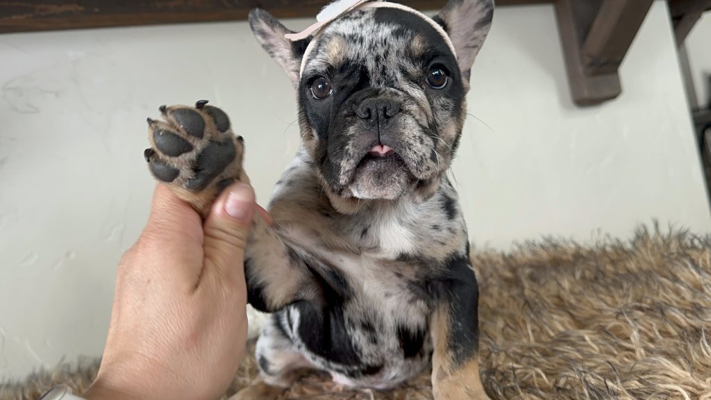 Millie | Black Merle & Tan French Bulldog Female | Available Now