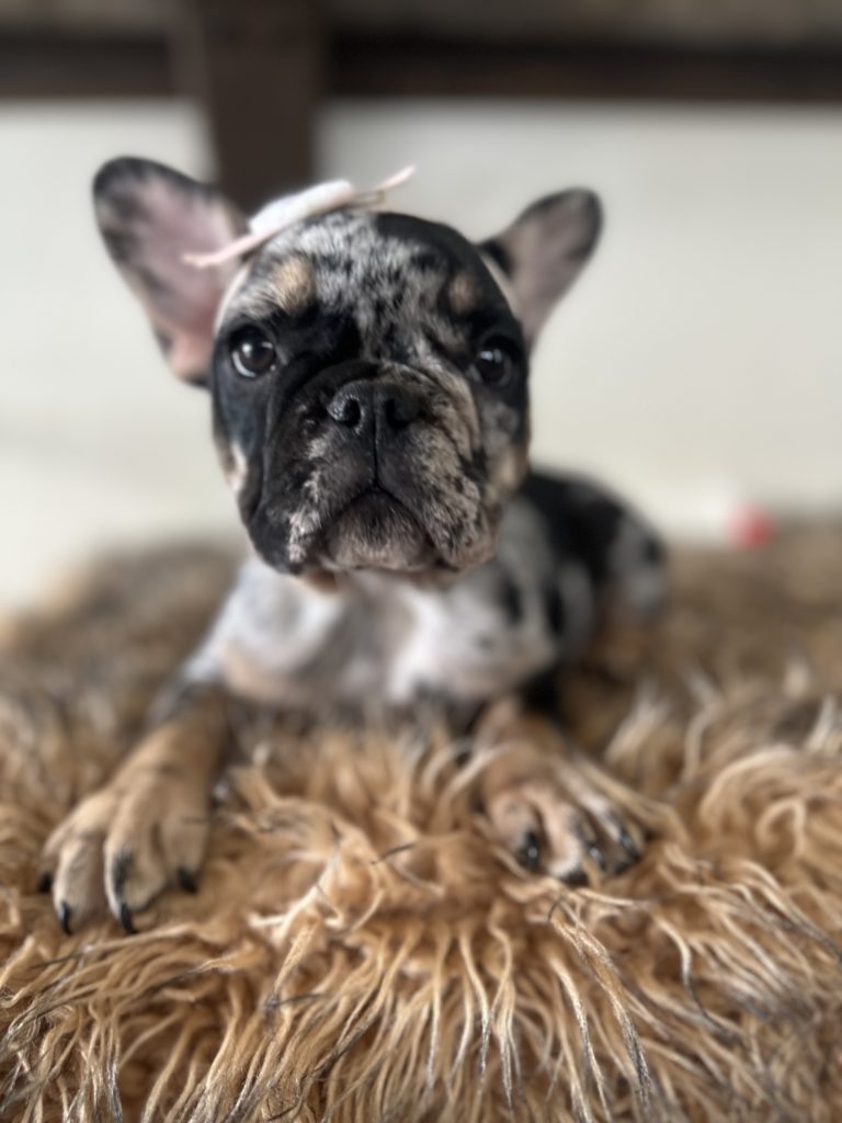 Millie | Black Merle & Tan French Bulldog Female | Available Now