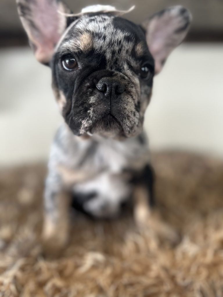 Millie | Black Merle & Tan French Bulldog Female | Available Now