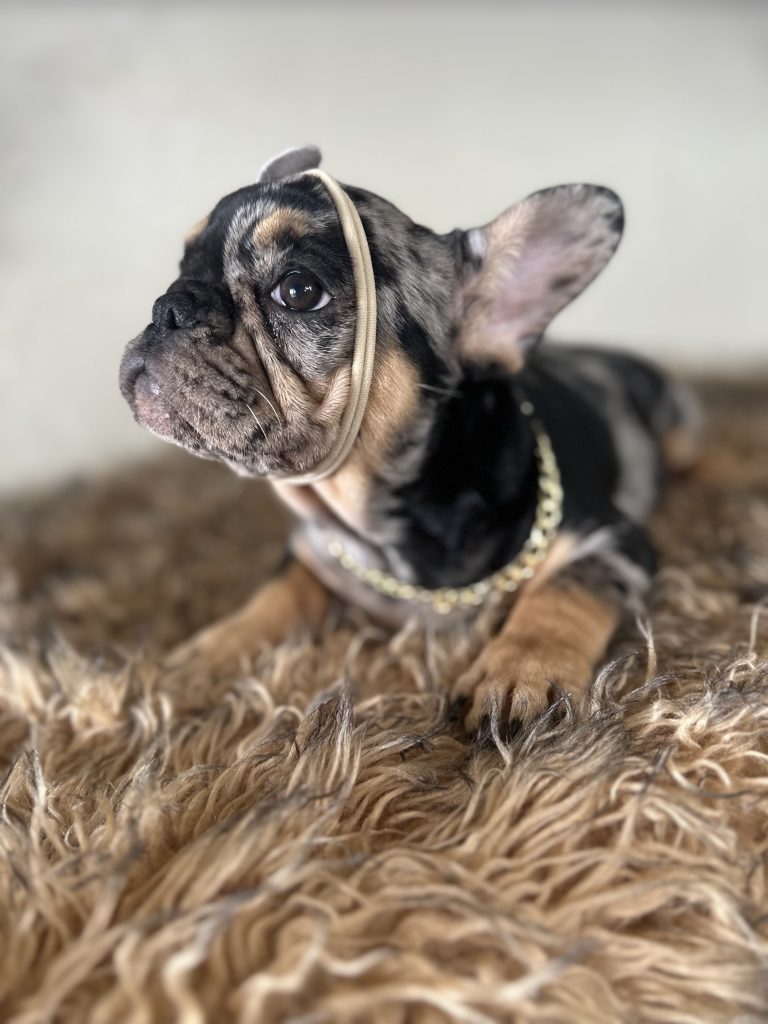 Midnight | Black Merle & Tan French Bulldog Female | Available Now