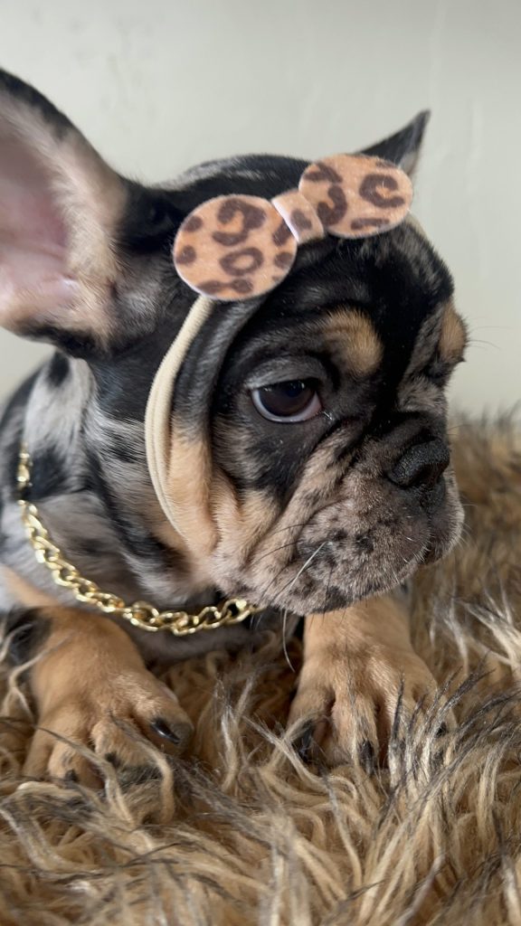 Midnight | Black Merle & Tan French Bulldog Female | Available Now