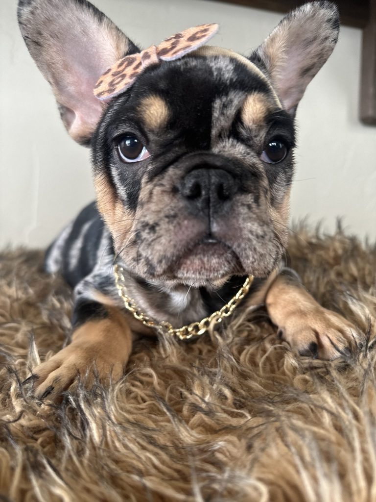Midnight | Black Merle & Tan French Bulldog Female | Available Now