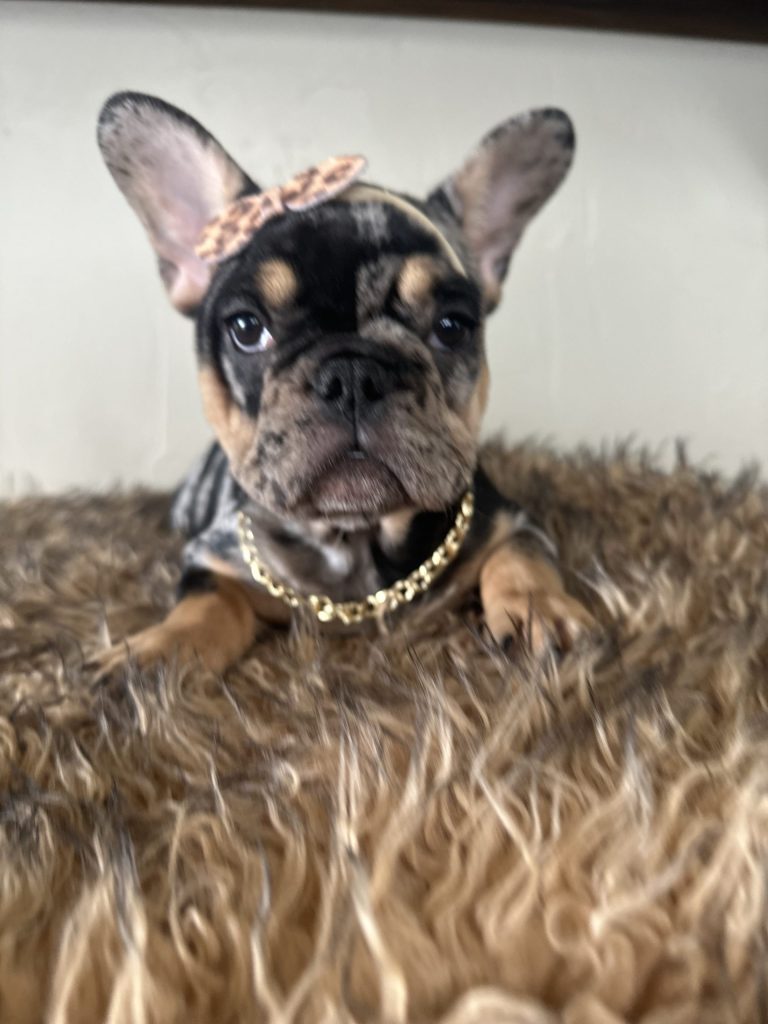 Midnight | Black Merle & Tan French Bulldog Female | Available Now