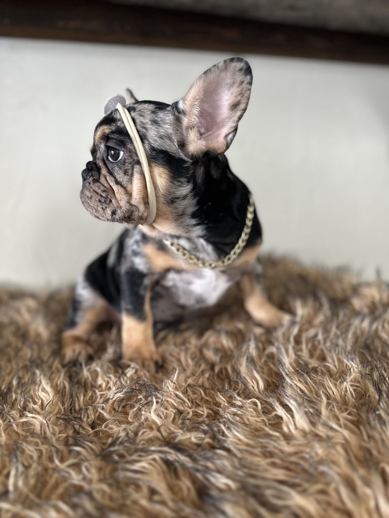 Midnight | Black Merle & Tan French Bulldog Female | Available Now