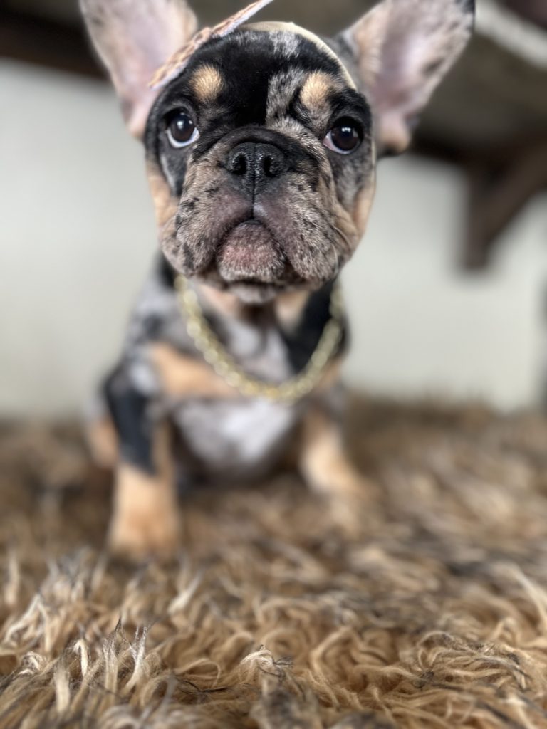 Midnight | Black Merle & Tan French Bulldog Female | Available Now