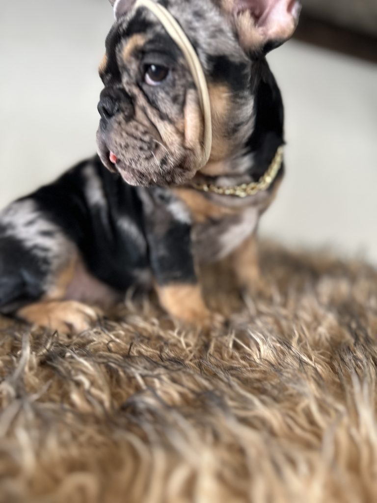 Midnight | Black Merle & Tan French Bulldog Female | Available Now