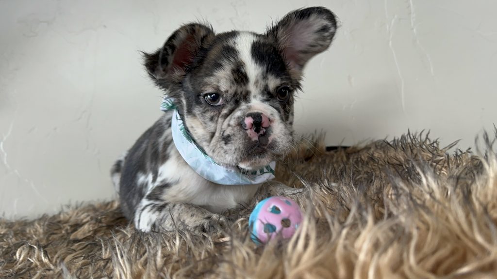 Yellowstone | Black Merle French Bulldog Male | Available Now