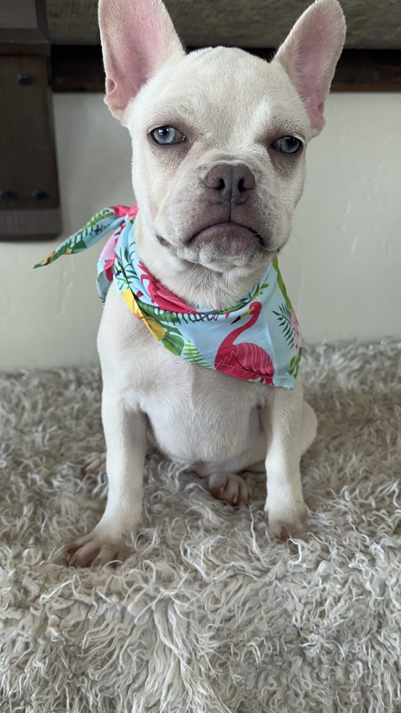 Blanche | Platinum French Bulldog Female | Available Now