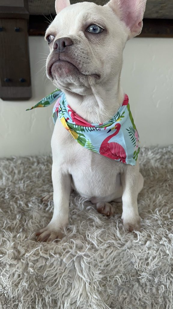 Blanche | Platinum French Bulldog Female | Available Now