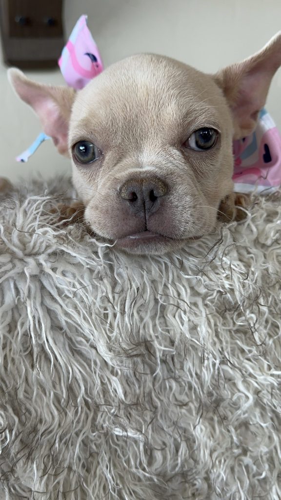 Cindy Lou | Platinum French Bulldog Female | Available Now