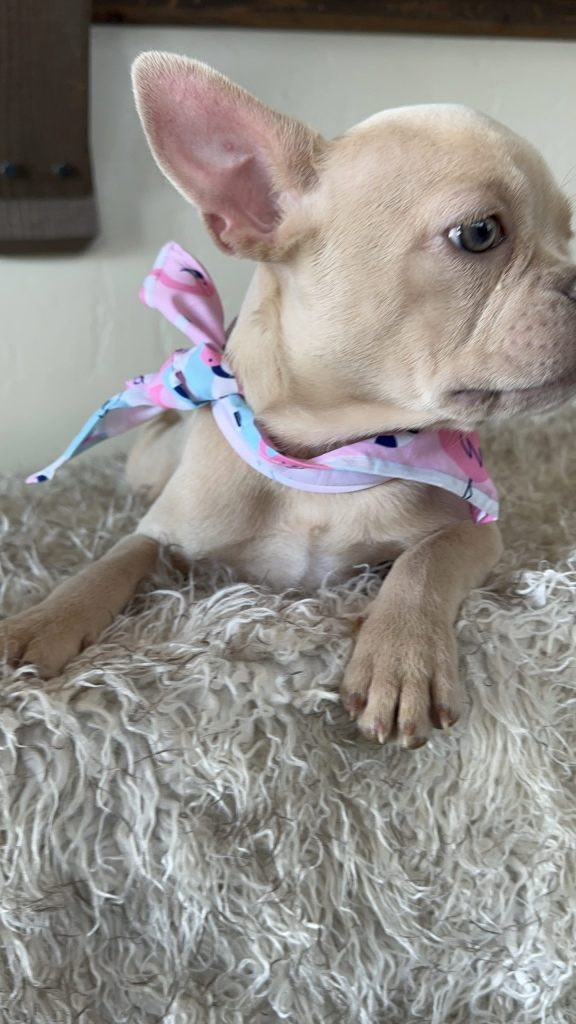 Cindy Lou | Platinum French Bulldog Female | Available Now